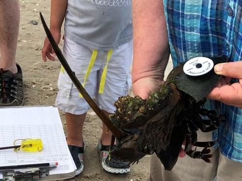 061719-.horsehoe-crab-tagging