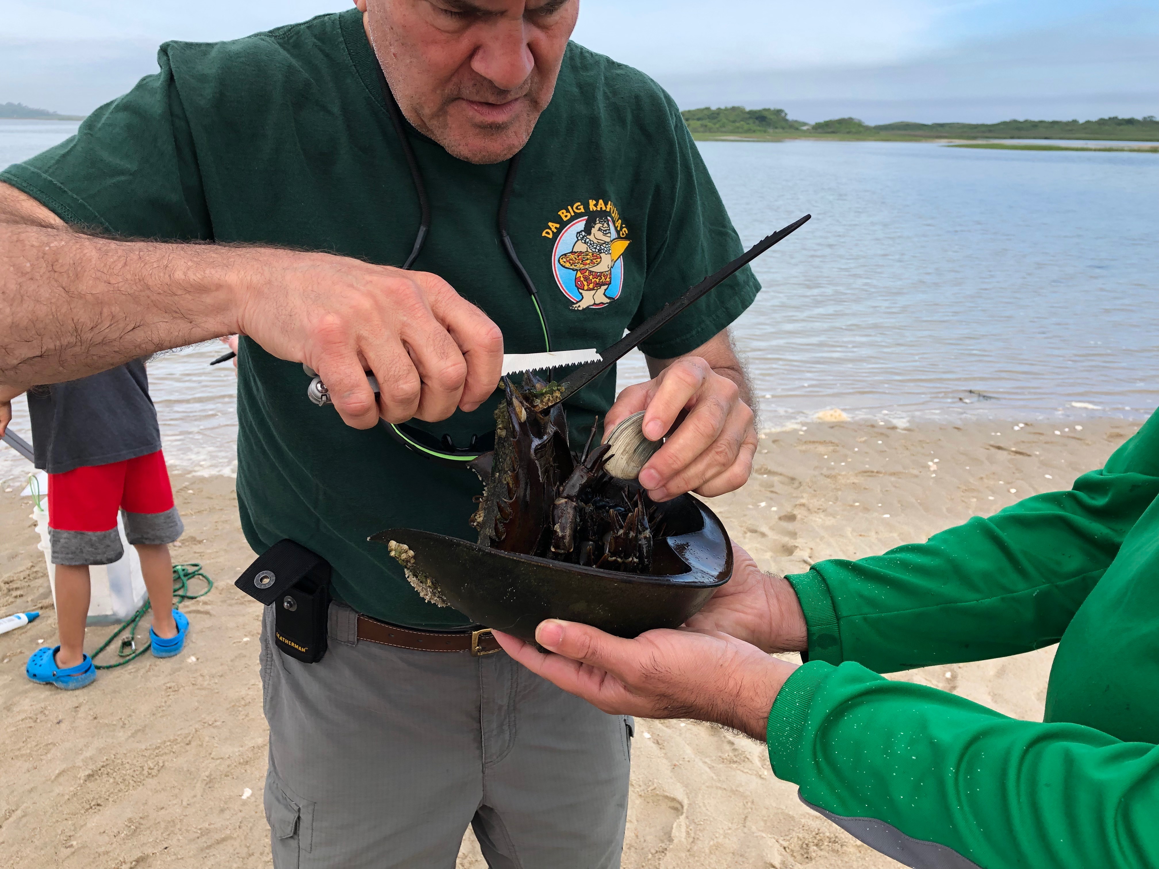 061719-removing-clam-from-horseshoe-crab