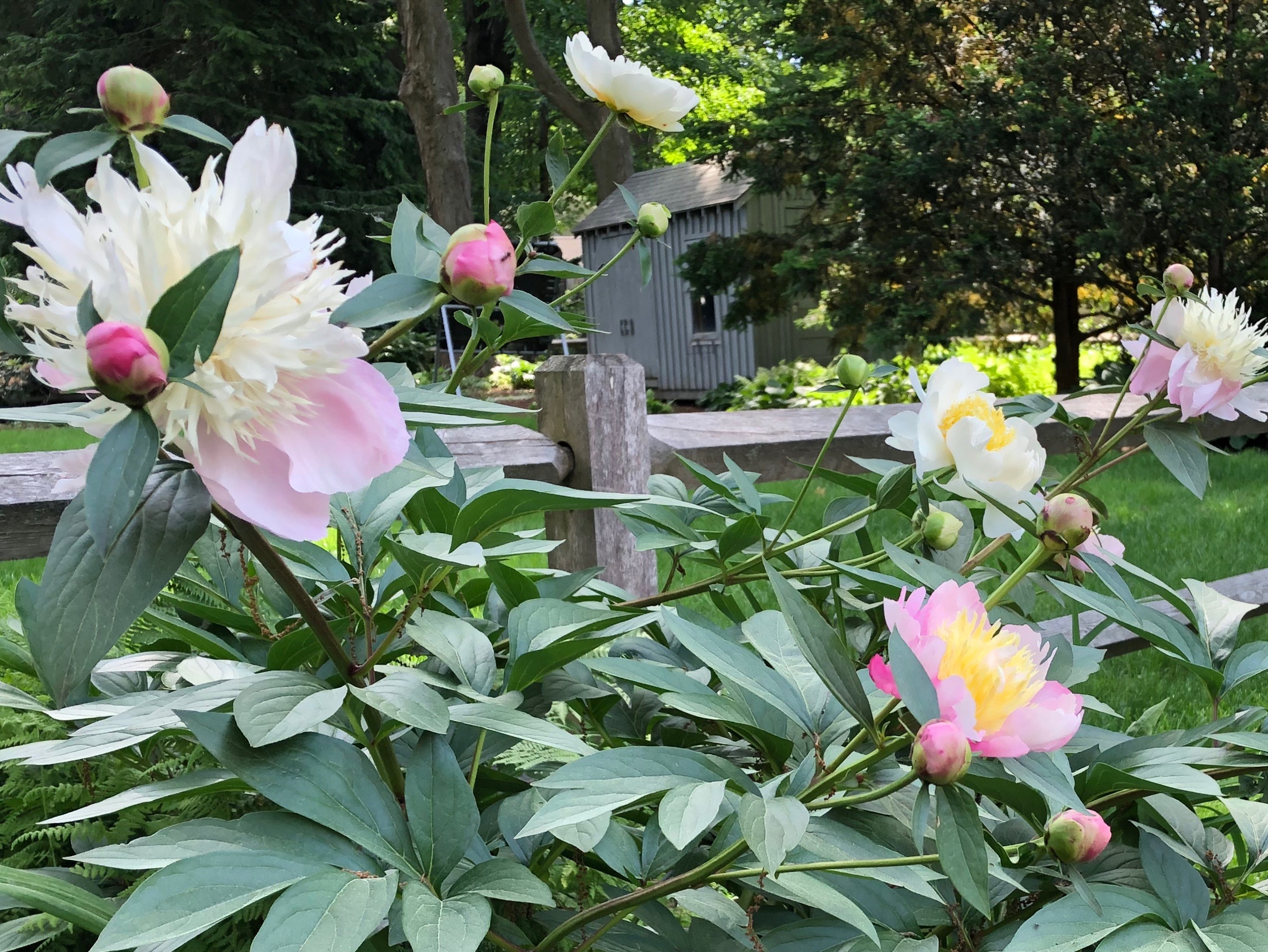 061019-more-peonies-ConcordMA