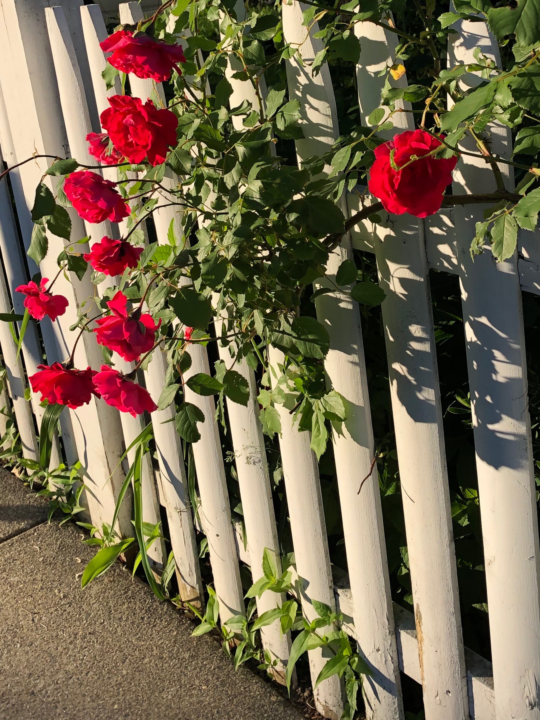 061219-roses-at-end-of-day-Thoreau-Street