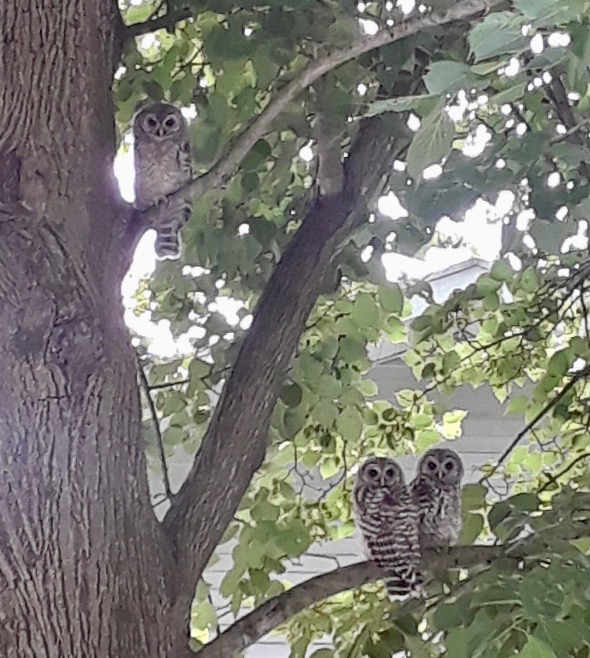 061719-owl-babies-.Wisconsin