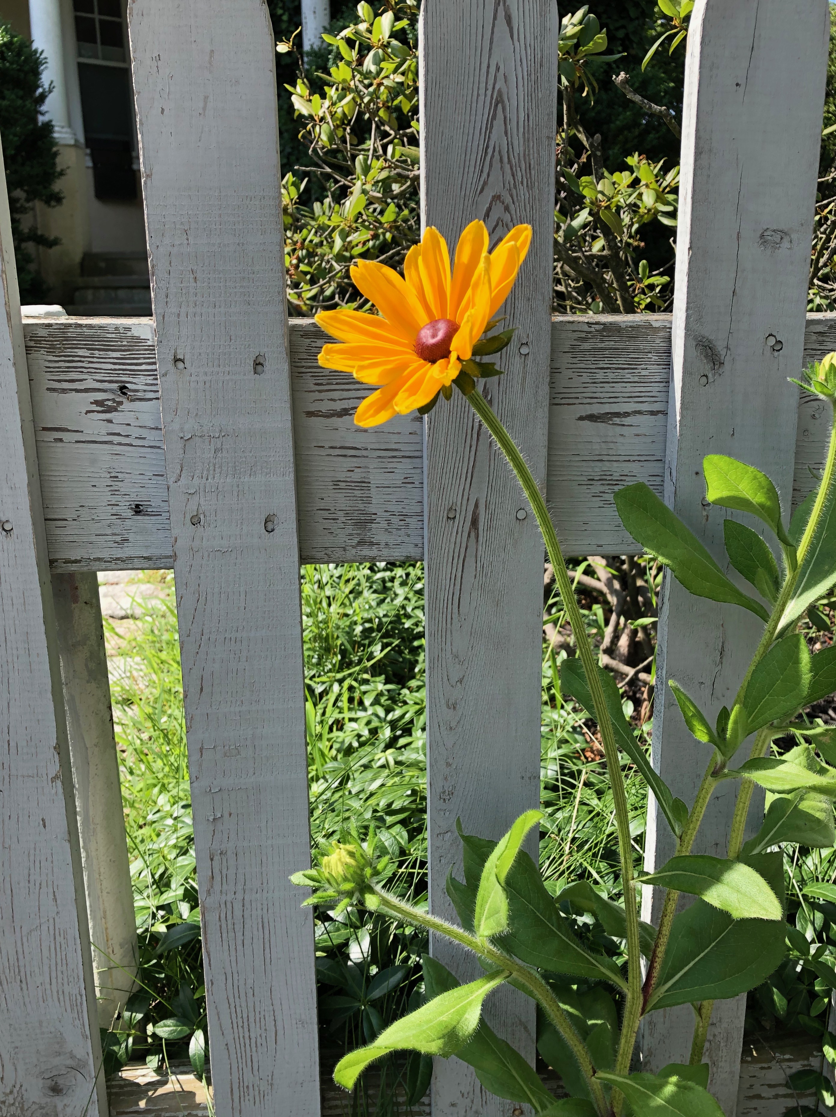 062419-Black-Eyed-Susan