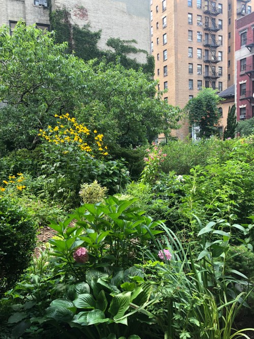 072619-.Lotus-Garden