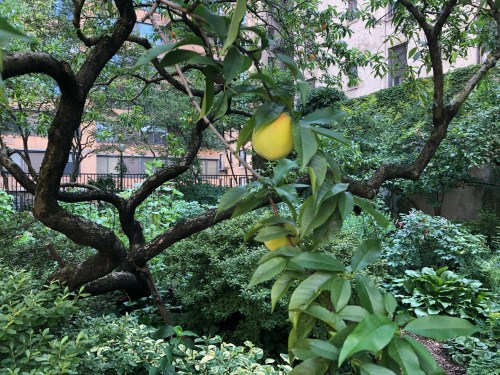 072619-peach-tree-Lotus-Garden