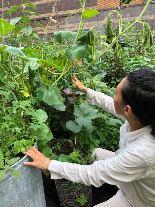 072719-checking-squash-for-borers