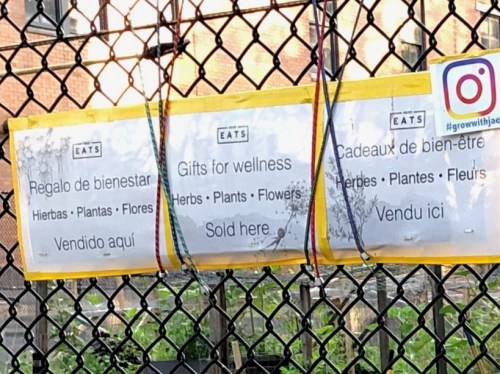 072719-Jae-has-healing-plants