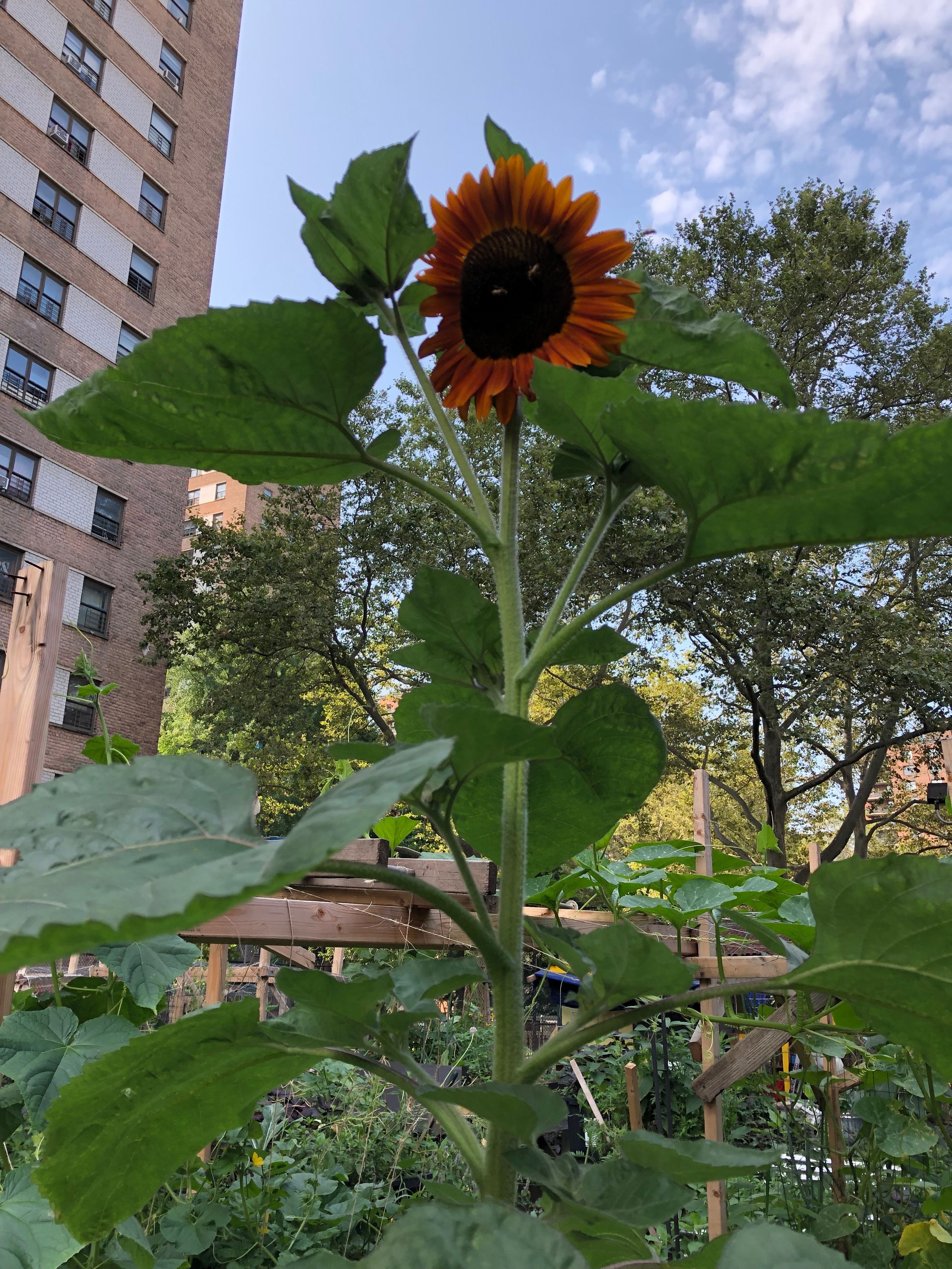 072719-Jae-loves-her-sunflowers