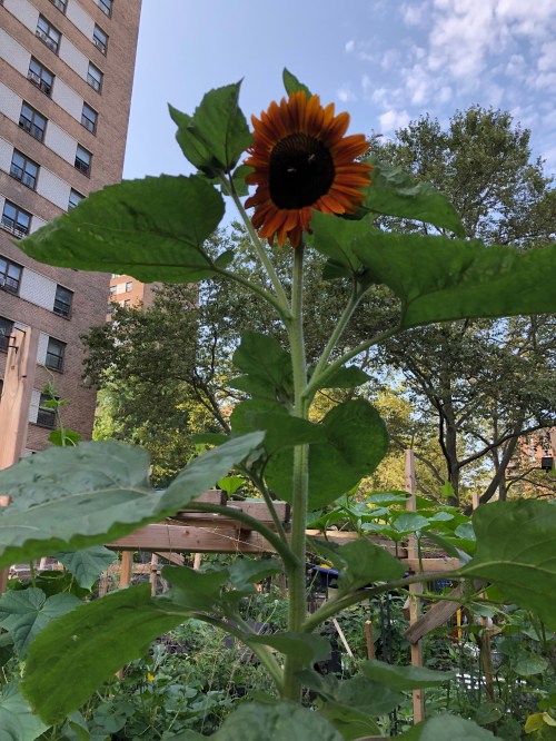 072719-Jae-loves-her-sunflowers