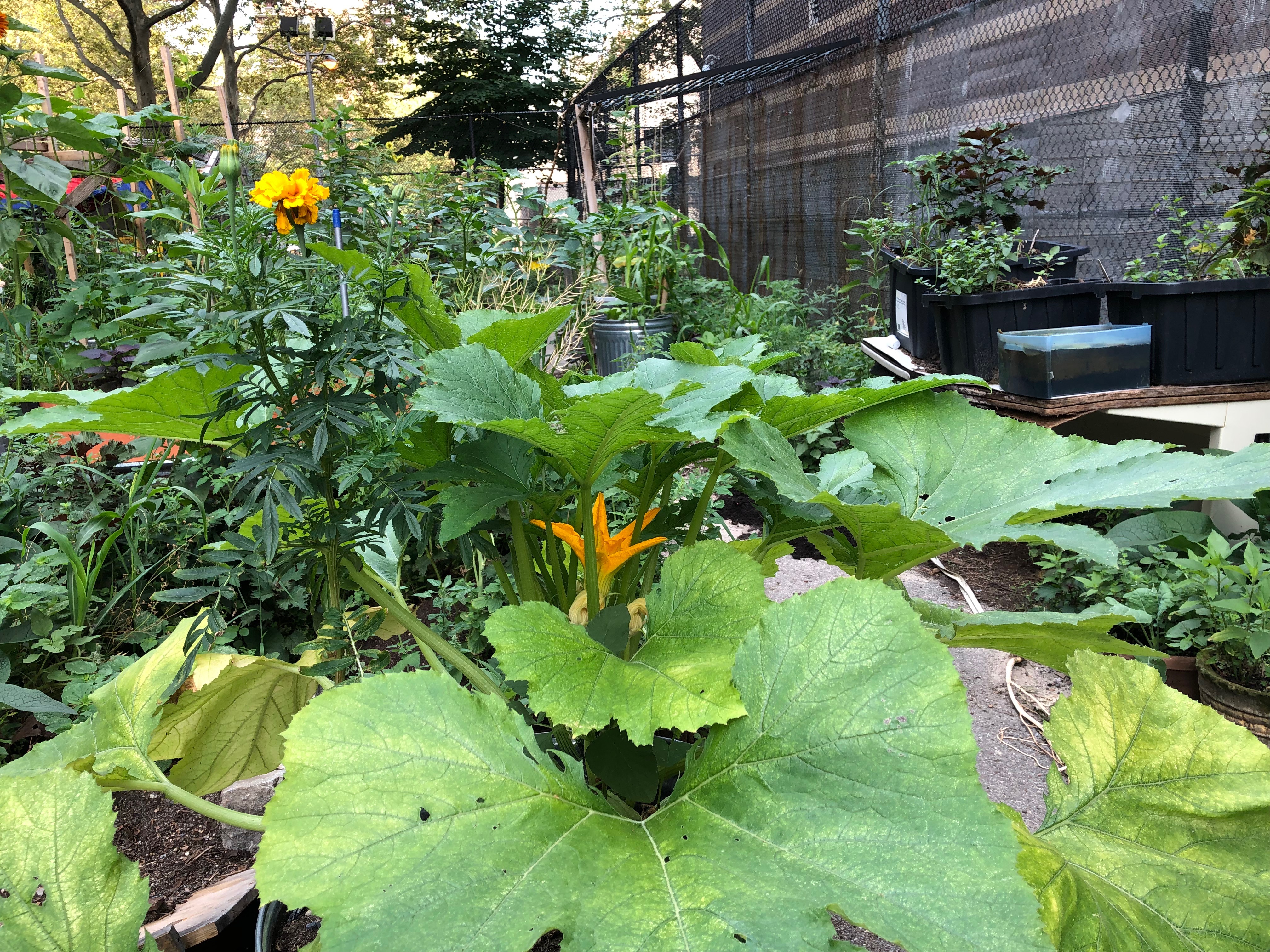 072719-squash-west-101-st-NYC