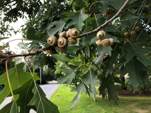 071519-acorns-in-July