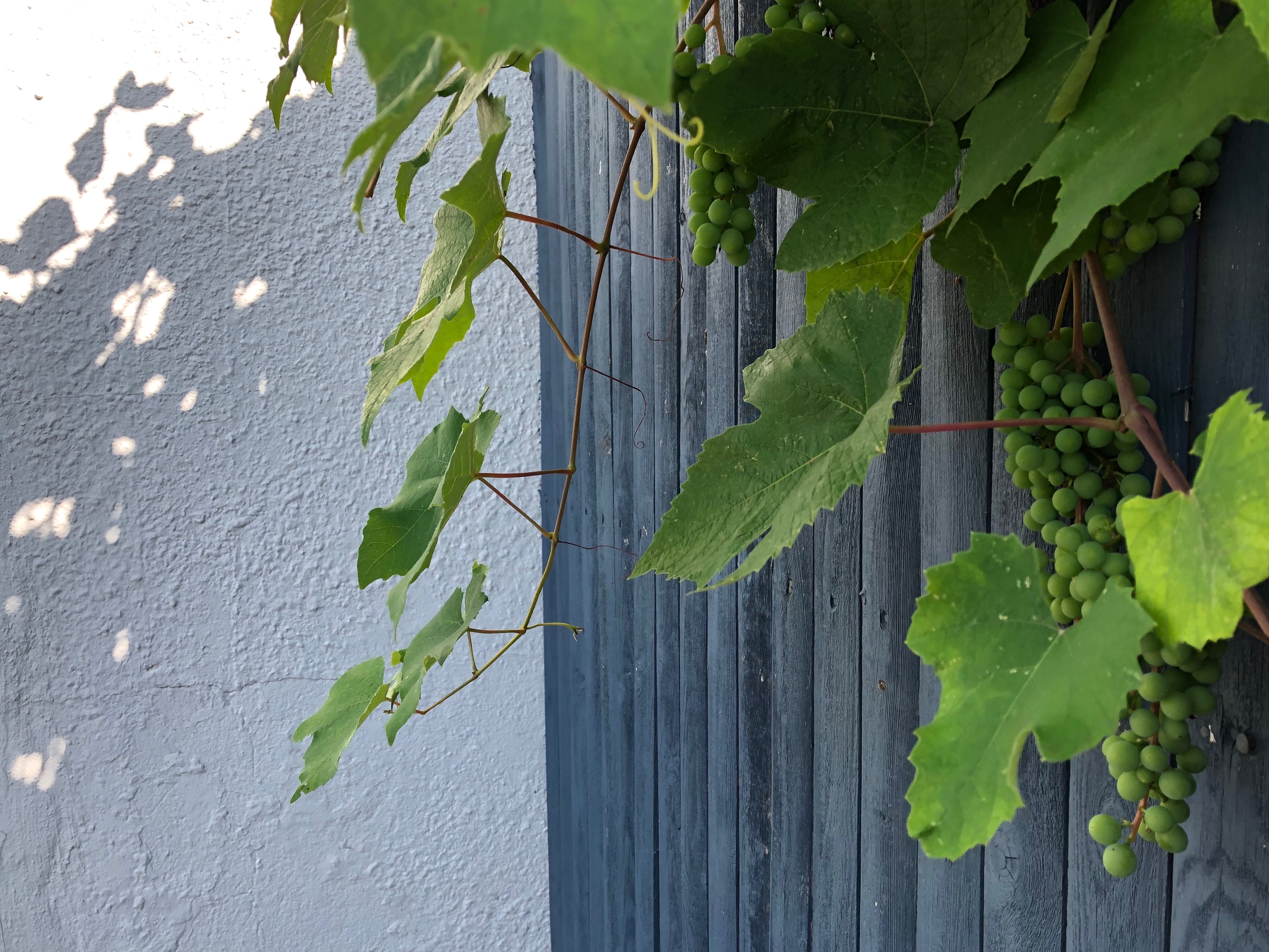 071519-grapes-ConcordMA