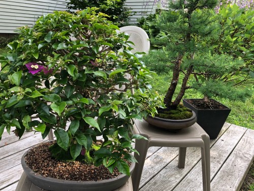 071619-Doug-Baker-bonsai-deck