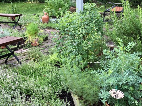 071619-rue-and-other-herbs