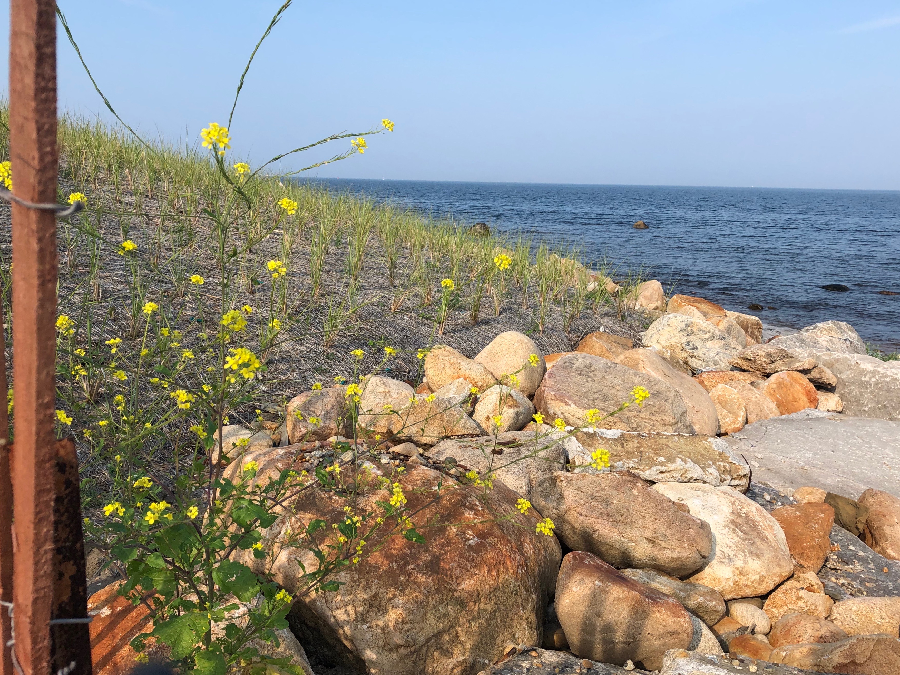073019-beach-grasses-protect-dunes