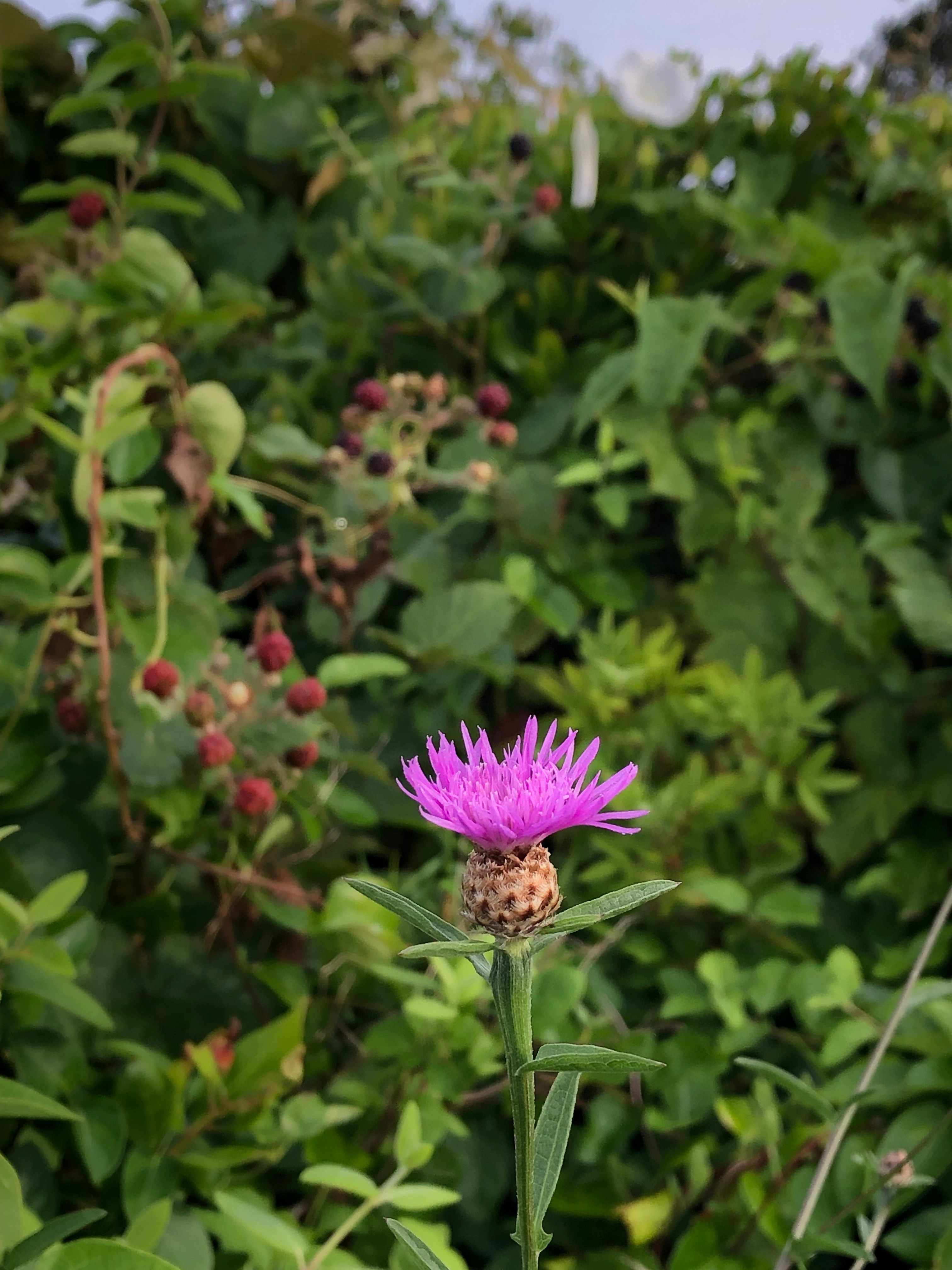 080119-Blazing-Star-wildflower