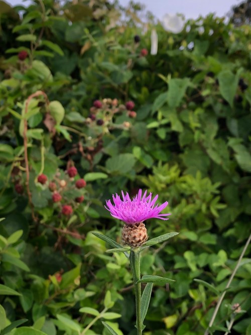 080119-Blazing-Star-wildflower