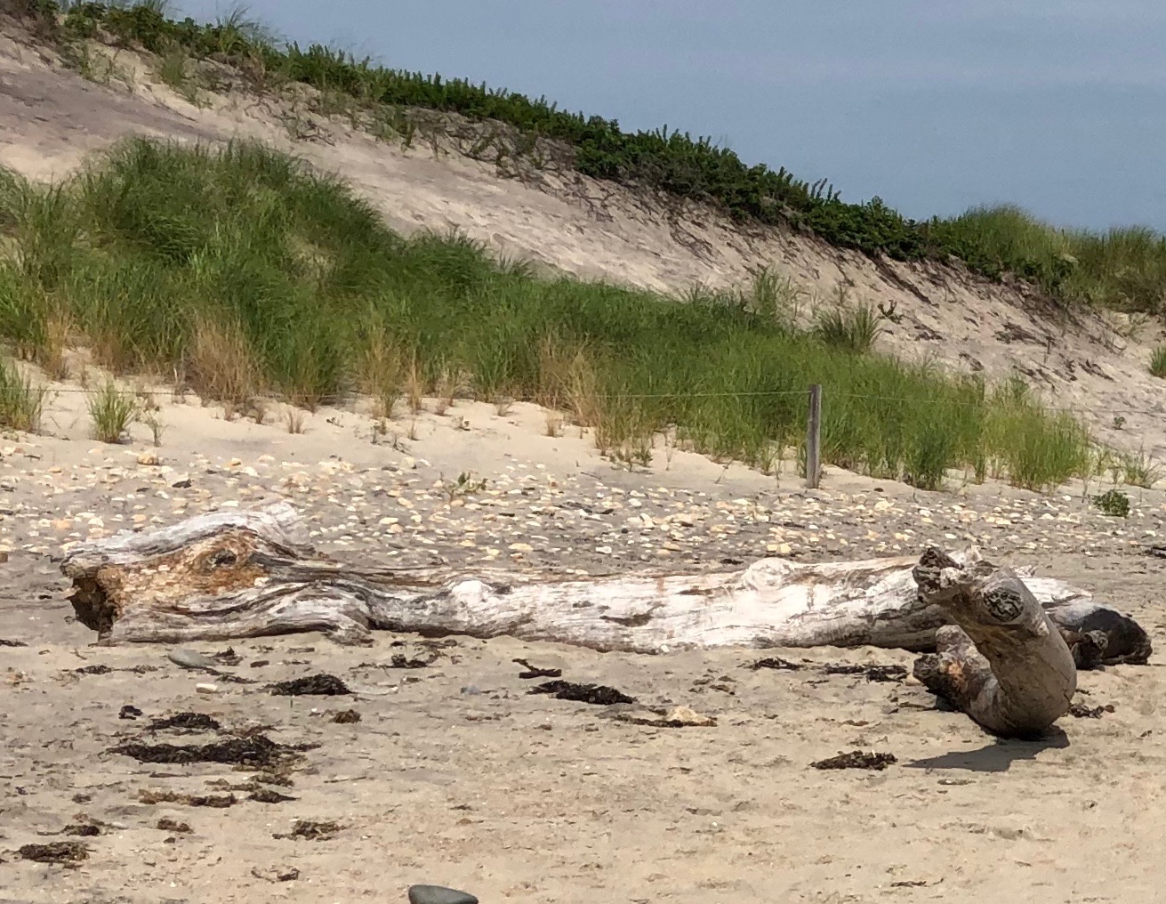 080119-driftwood-might-be-dragons