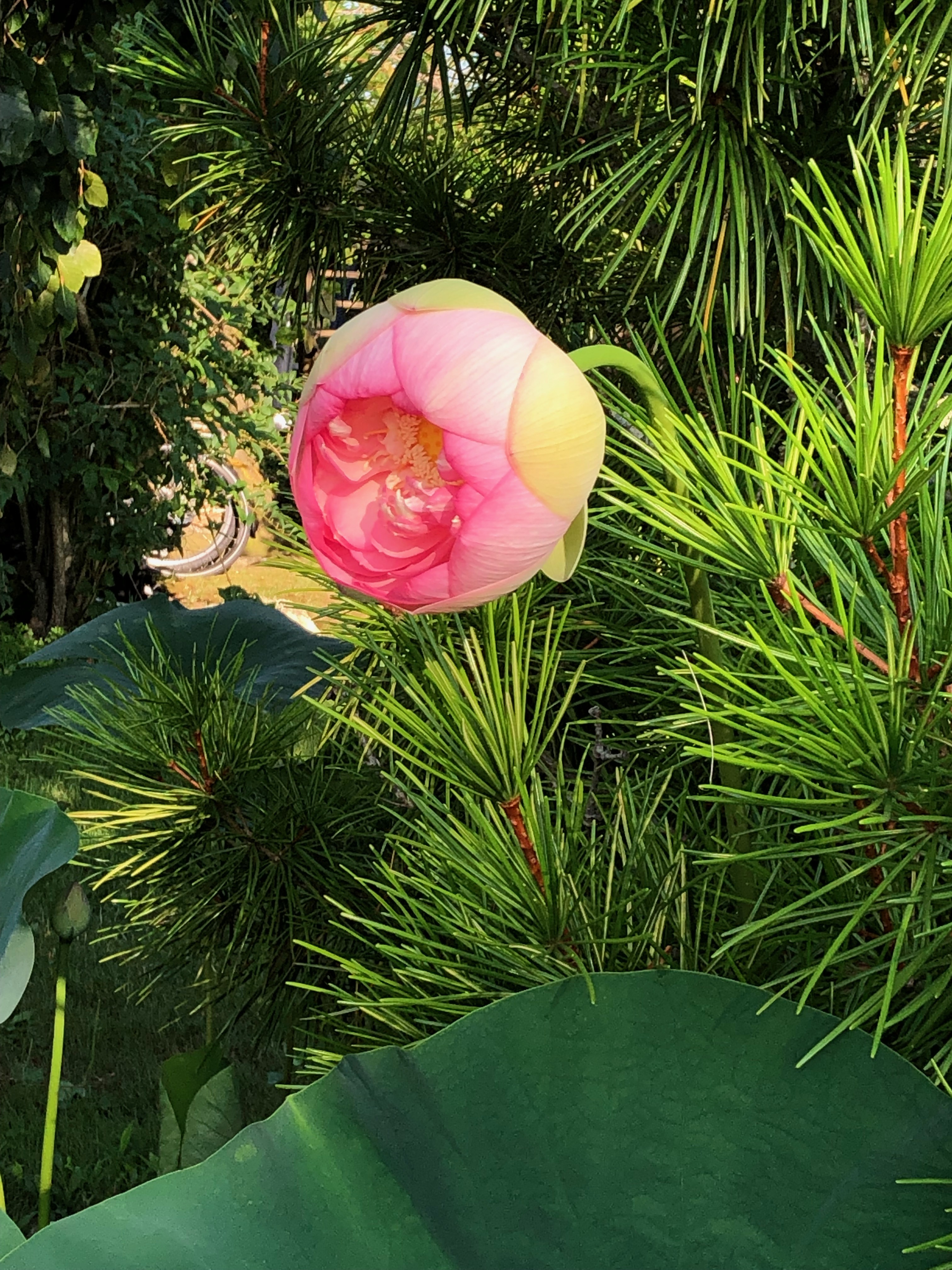 080419-lotus-opening