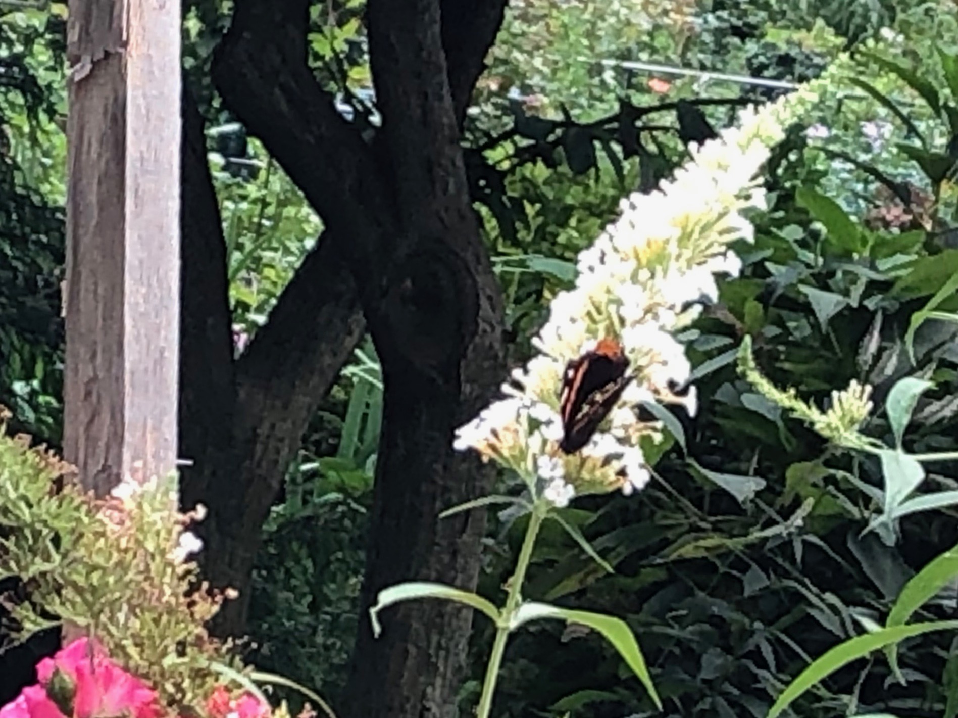 081119-.delirious-butterflyJPG