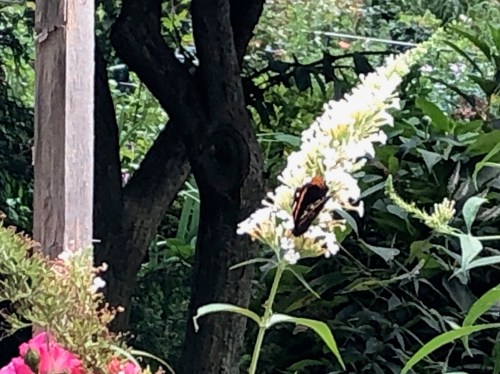 081119-.delirious-butterflyJPG