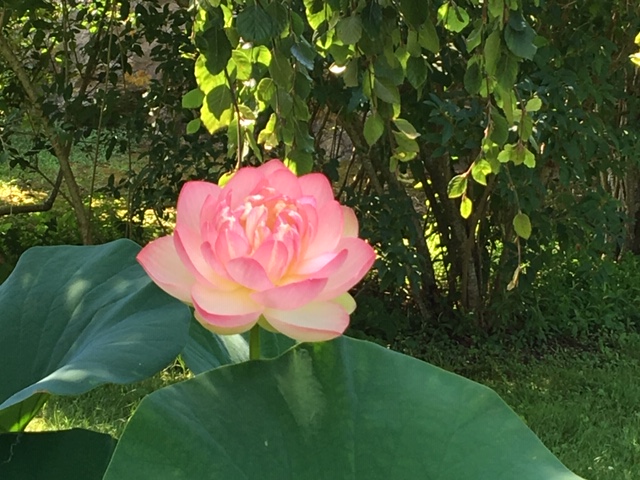 081419-SandraMKelly-open-lotus