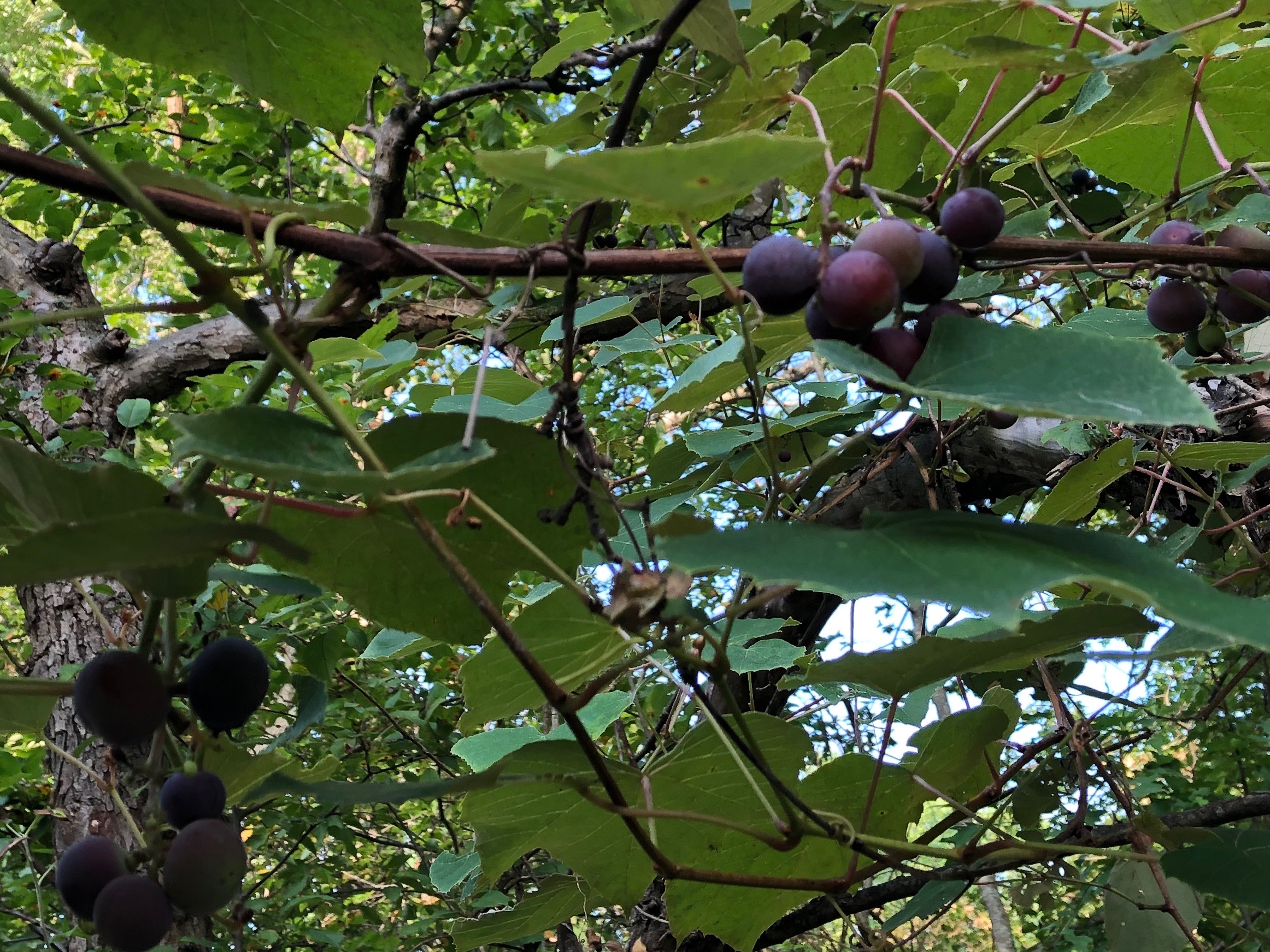 081519-grapes-in-Concord