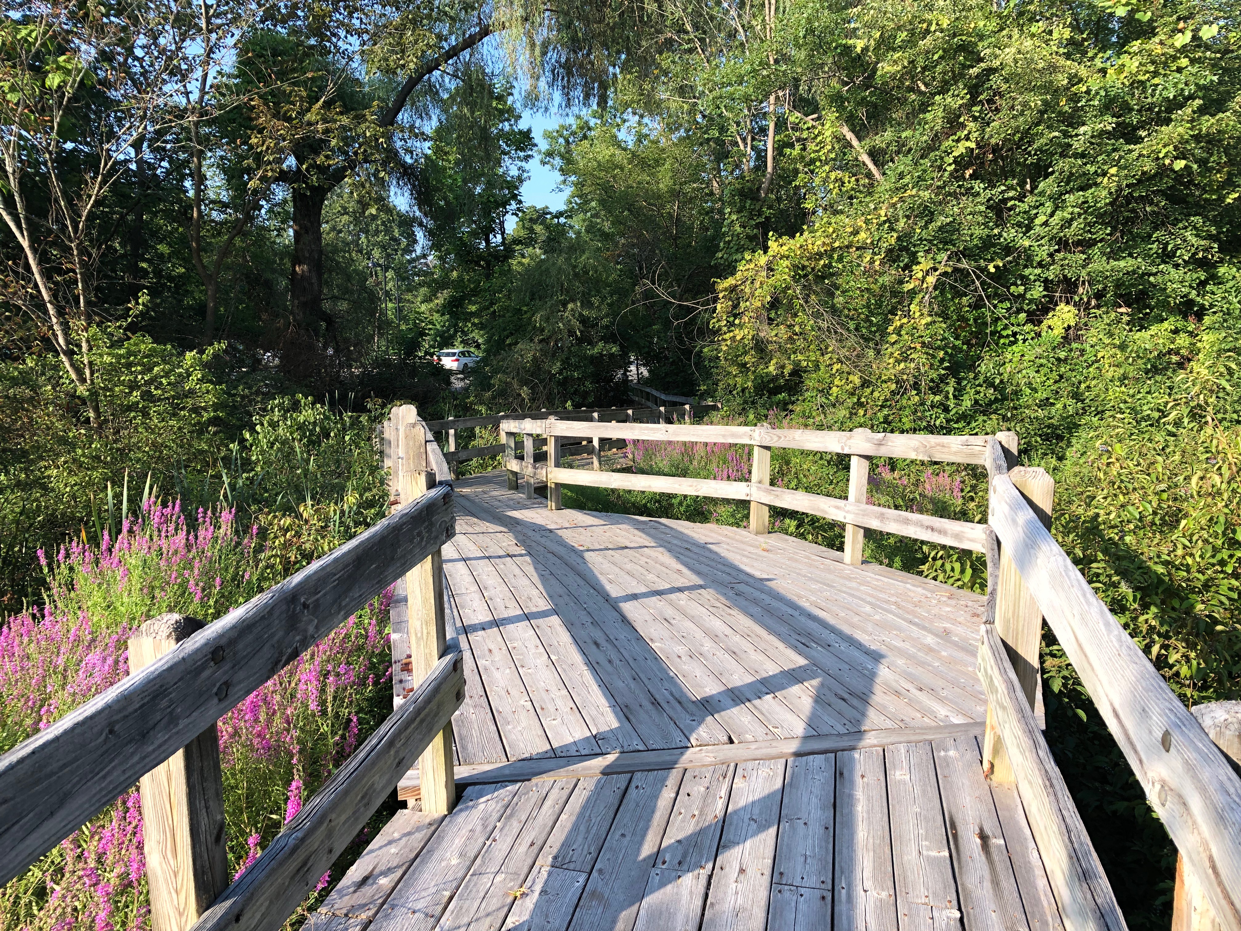 081519-purple-loosestrife-on-footbridge
