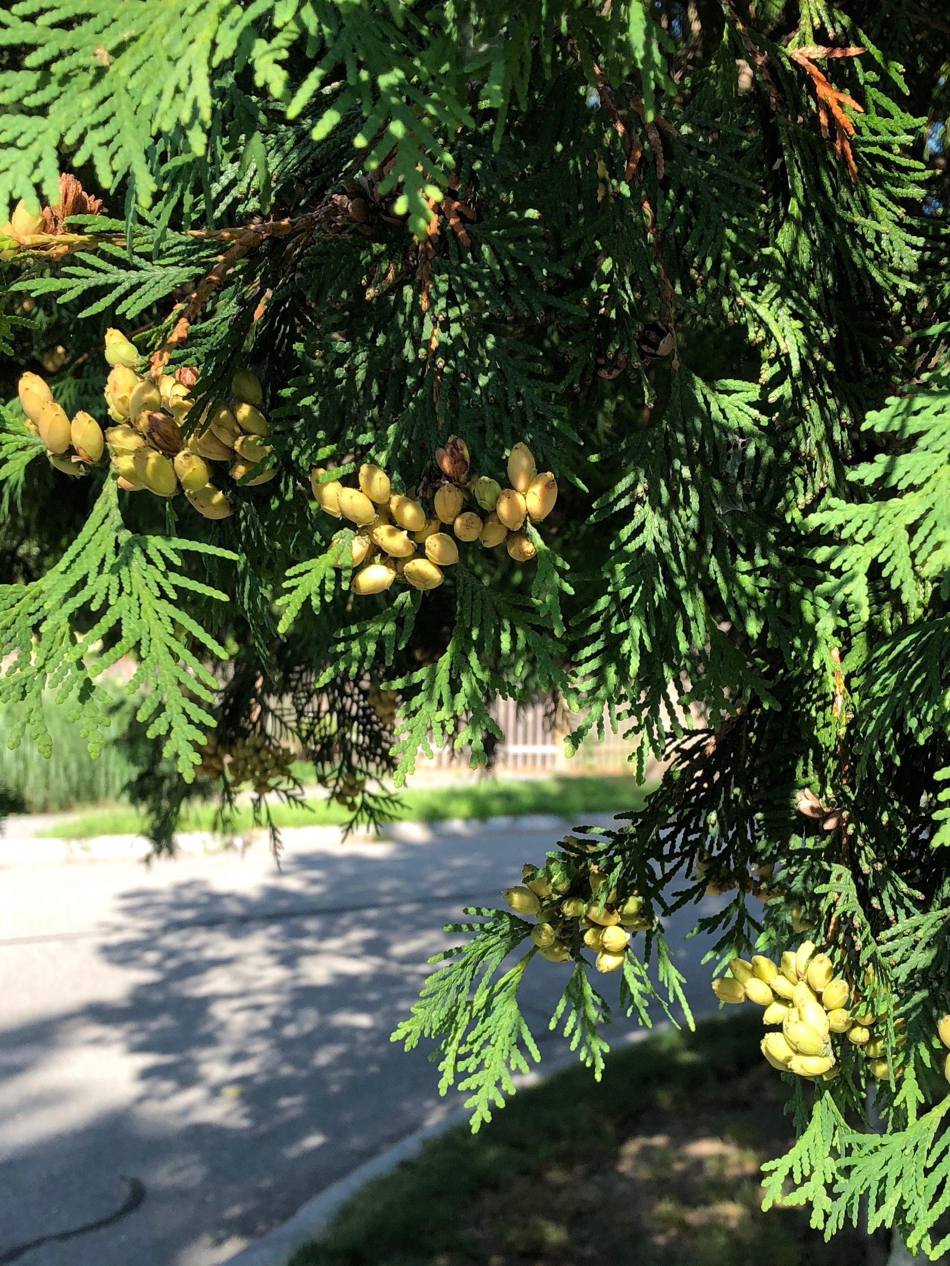 081619-pinecones-ConcordMA