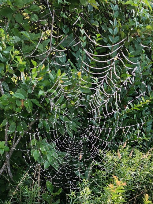081919-spider-web-jewels