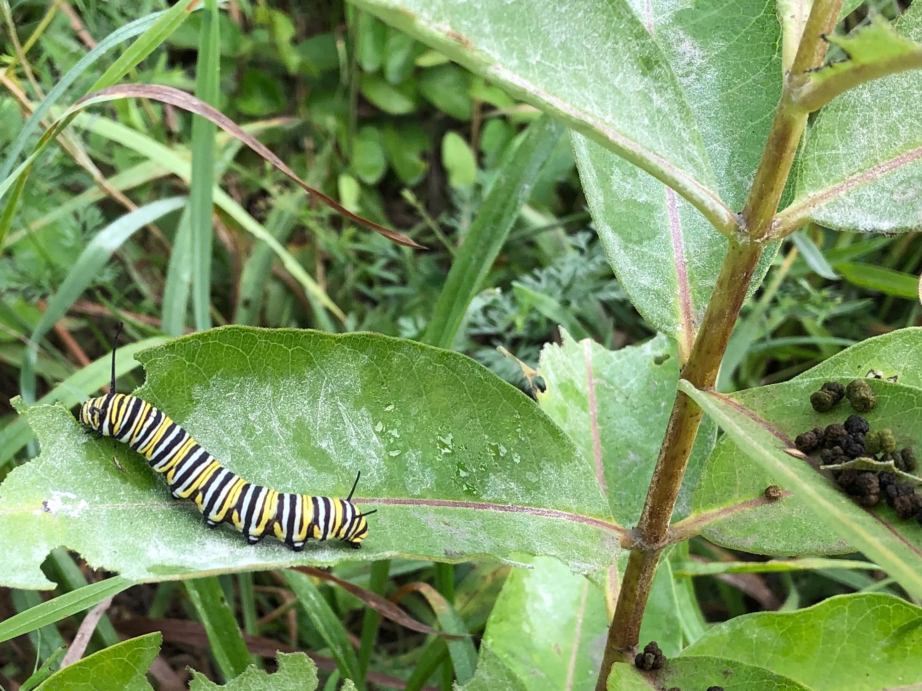 082119-Monarch-caterpillar