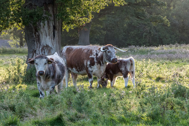 rewilding_longhorn-cattle-in-knepp-repton-park-landscape