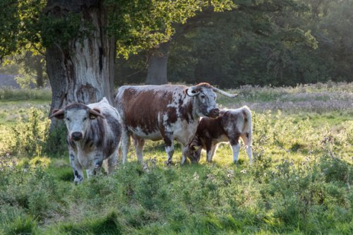rewilding_longhorn-cattle-in-knepp-repton-park-landscape