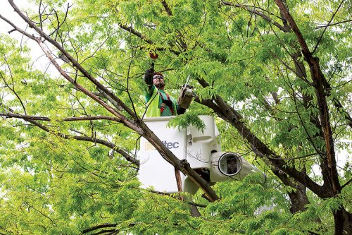 urban20tree2020lead20image