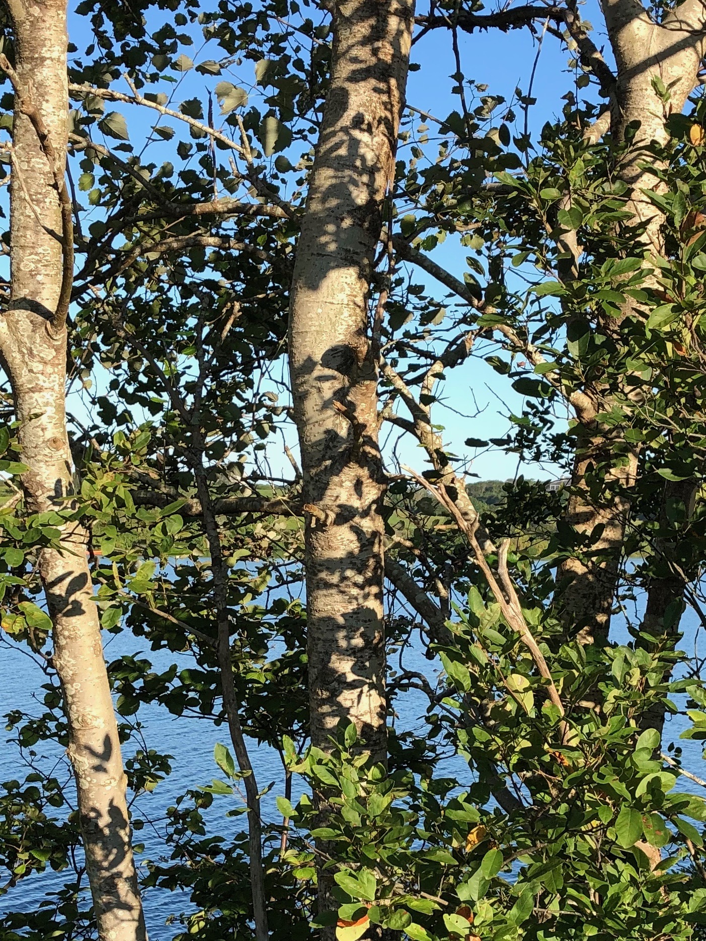 083019-Fresh-Pond-New-Shoreham