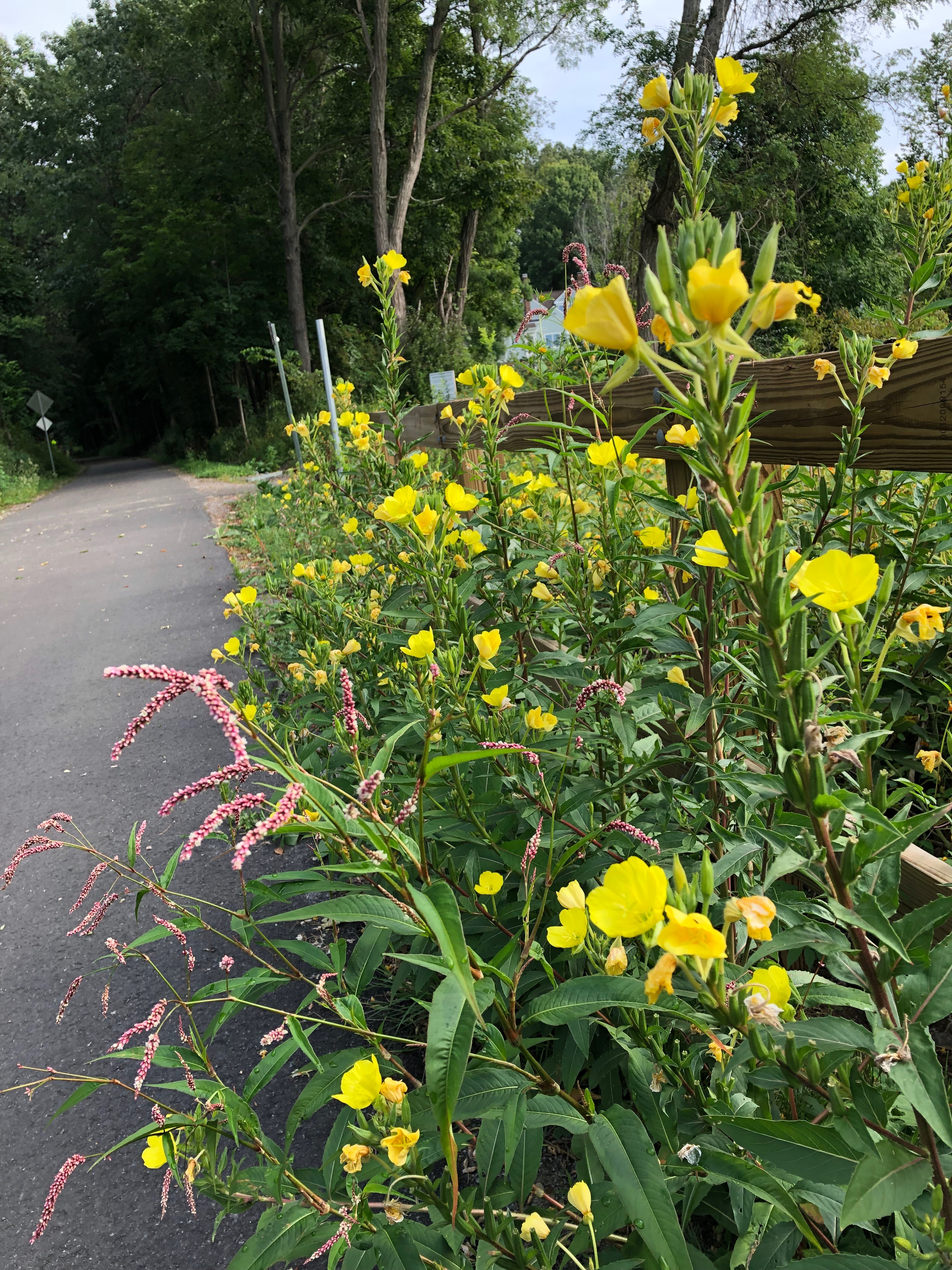 090219-evening-primroses