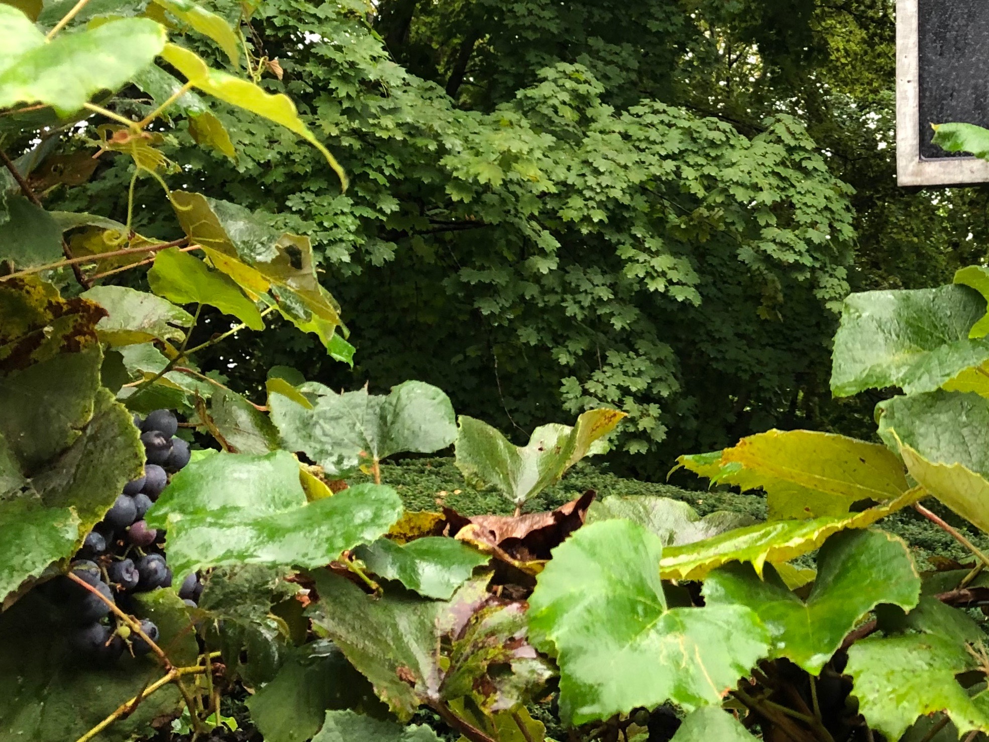 091219-Concord-Grapes