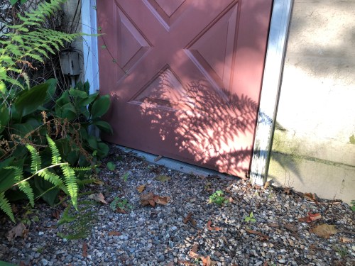 091319-fern-shadows-evening