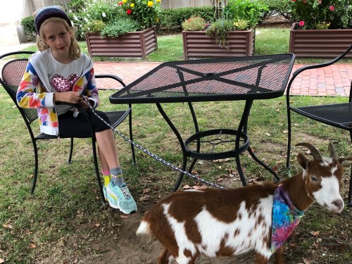 091419-goat-at-library