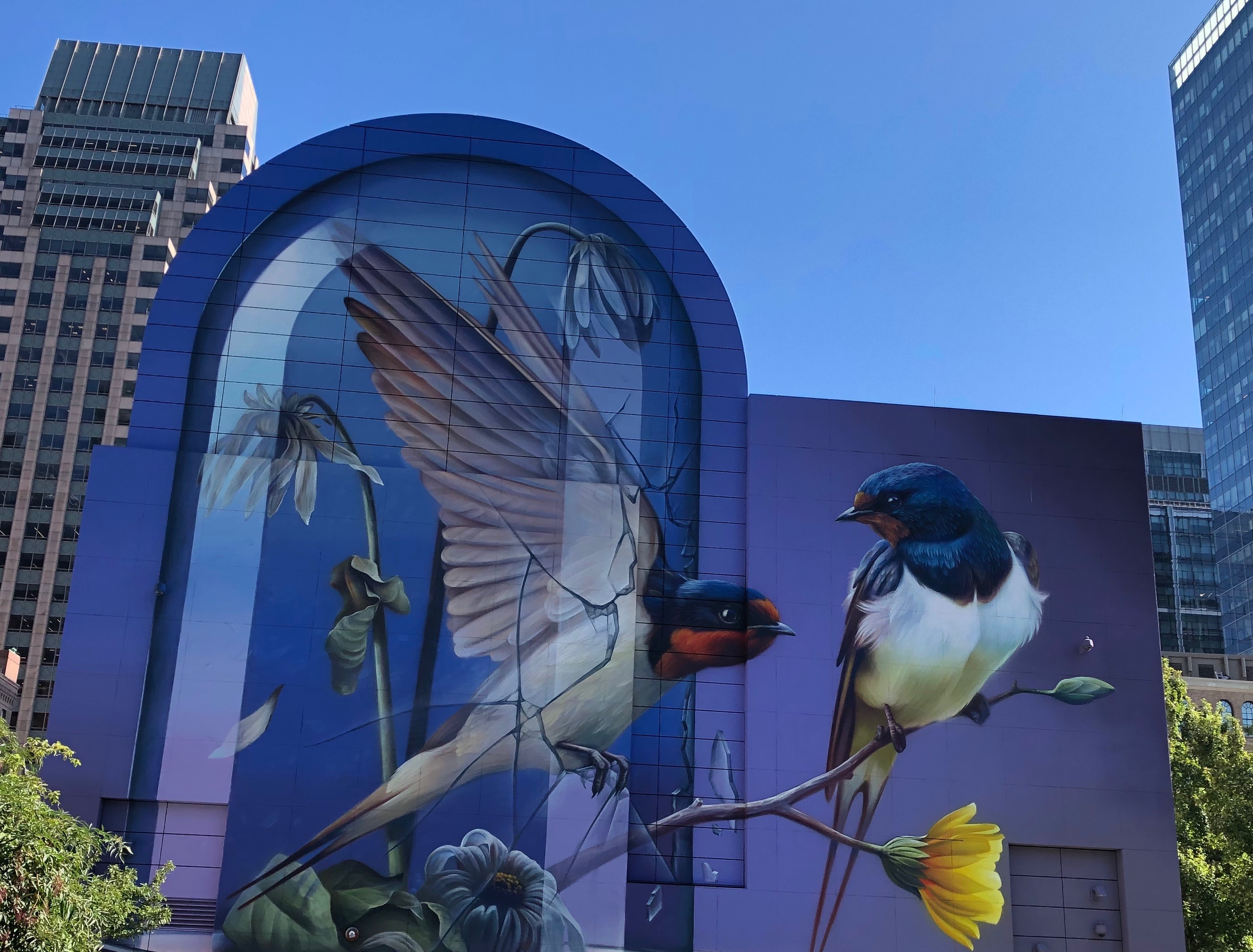 092019-Swallows-in-Greenway