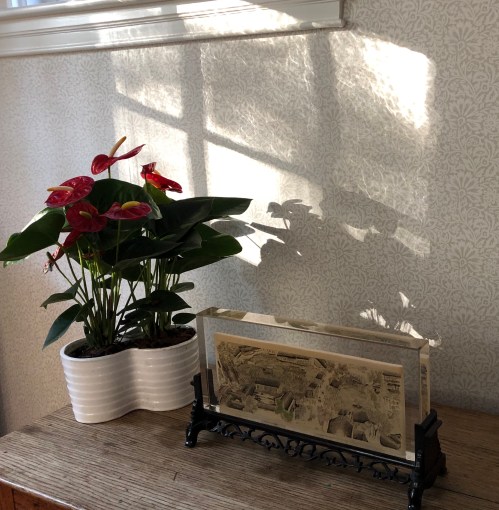 100619-sympathy-plant-from-niece-and-nephew