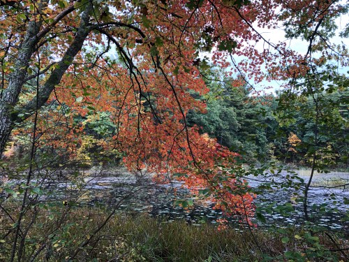 100919-Hapgood-Wright-Forest-pond-2
