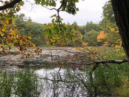 100919-Hapgood-Wright-Forest-pond