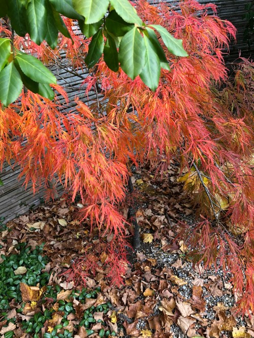 102519-Japanese-Maple