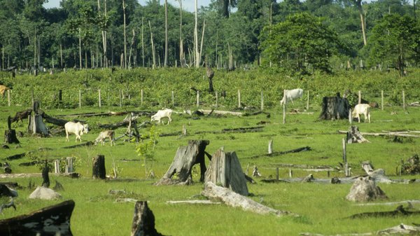 gettyimages-184252072_wide-edf142f608a14a15dc359bdb75c9dc5bacda4ae4-s600-c85