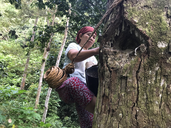 woman_in_tree-1_custom-b0cb07002611909bcf892cd2ef07bc4242501c46-s700-c85