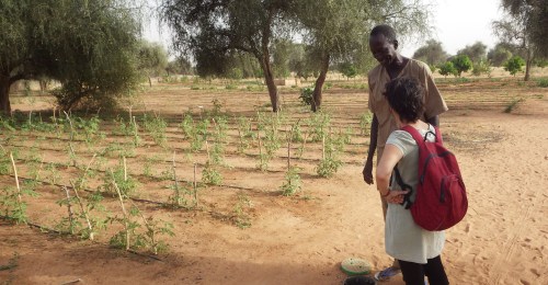 researcher20deborah20goffner20discussing20the20koyli20aplpha20gardens20with20samba20fall20garden20manager20and20change20agent2