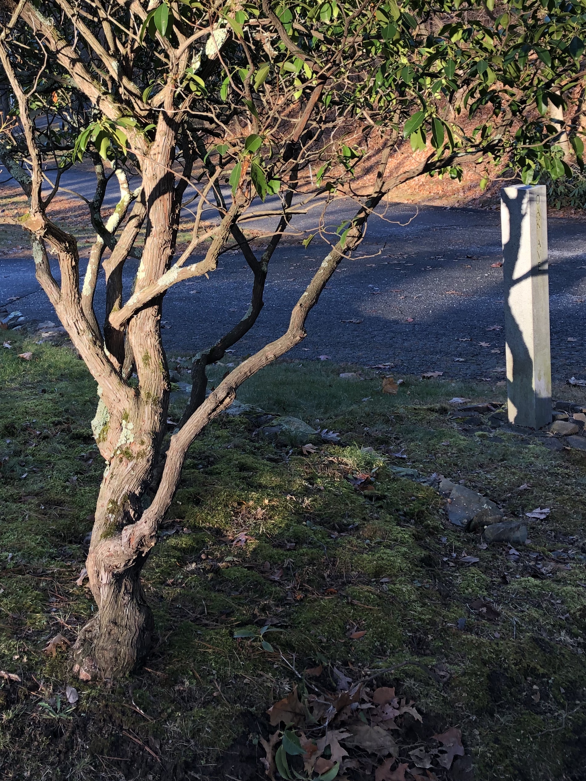 112119-late--afternoon-cemetery-2