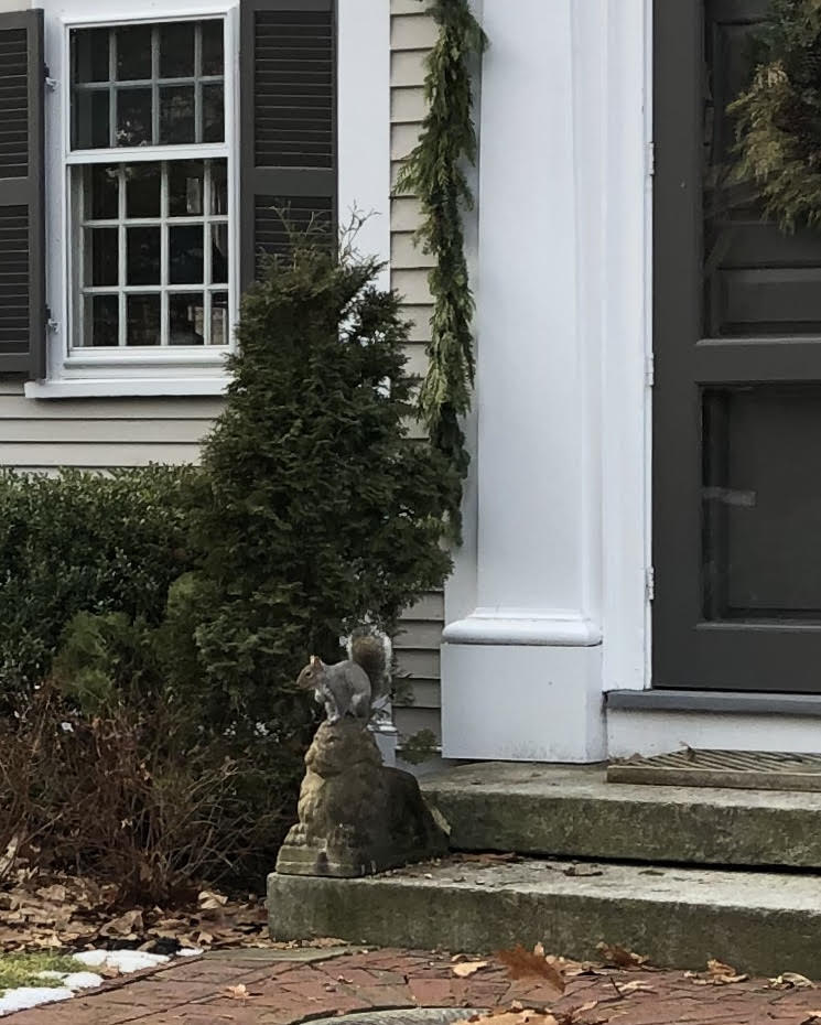 122919-squirrel-poses-on-lion