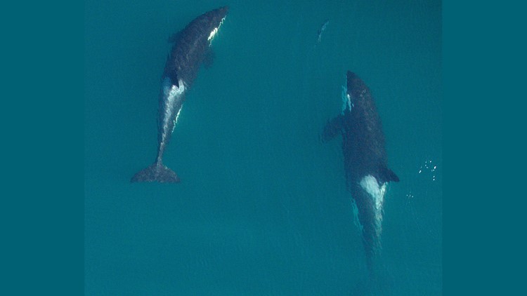 80ced23a-0936-4595-a3aa-f67f8329d099_750x422