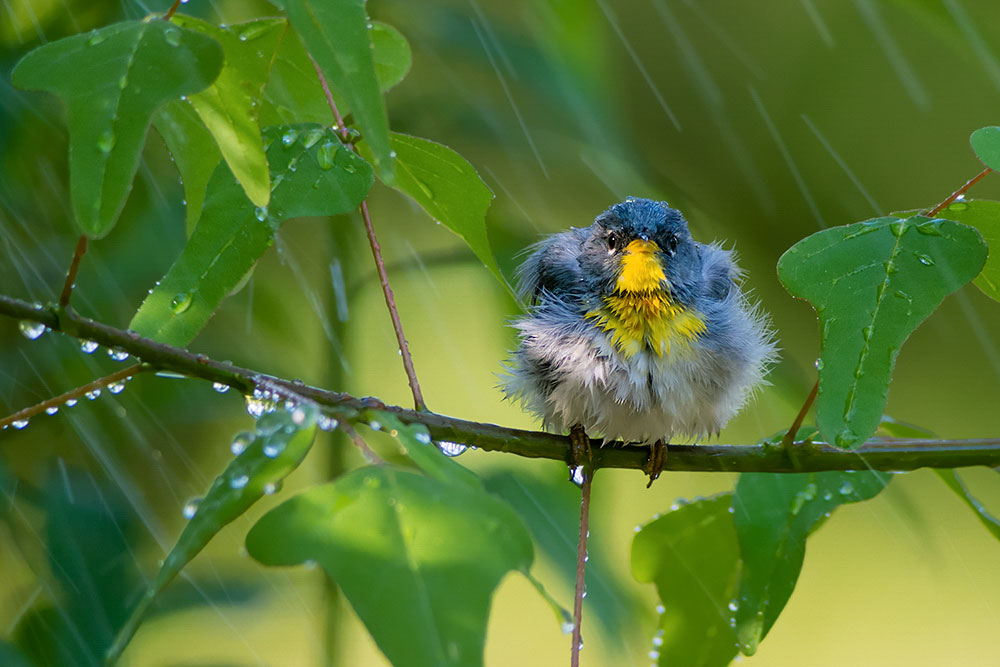 apa_2013_28408_227010_taratanaka_northern_parula_kk_0